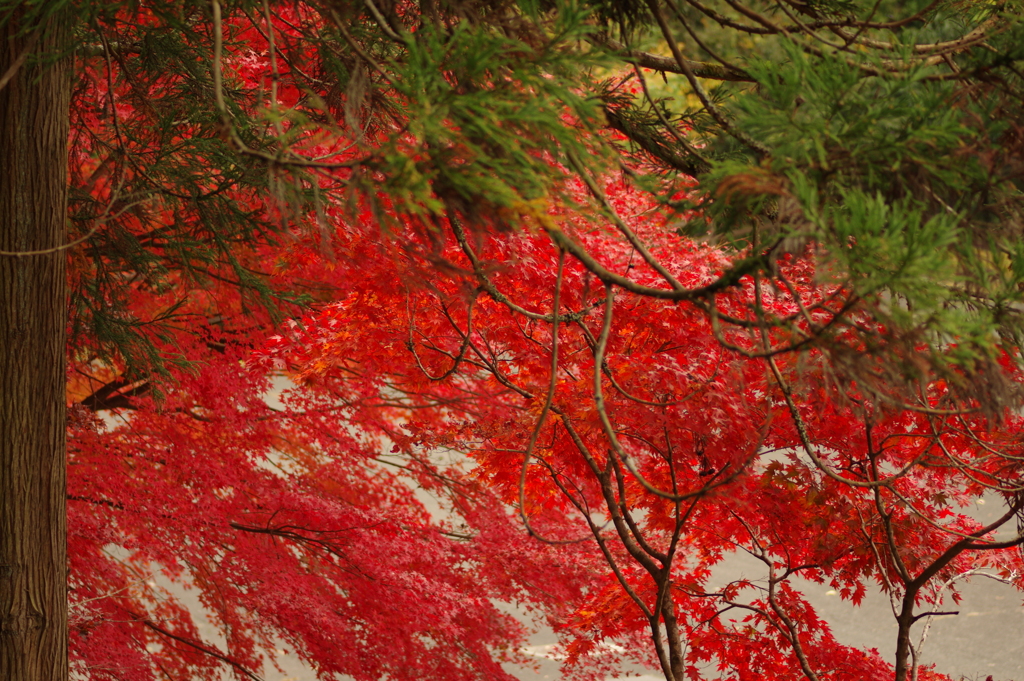 紅葉狩り２０２１
