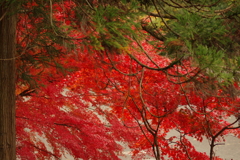 紅葉狩り２０２１