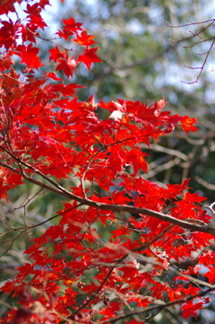 伊藤公記念公園の紅葉