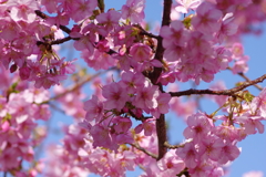 河津桜2021