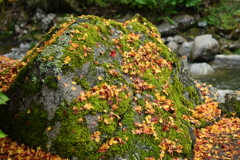 夫婦で紅葉狩り
