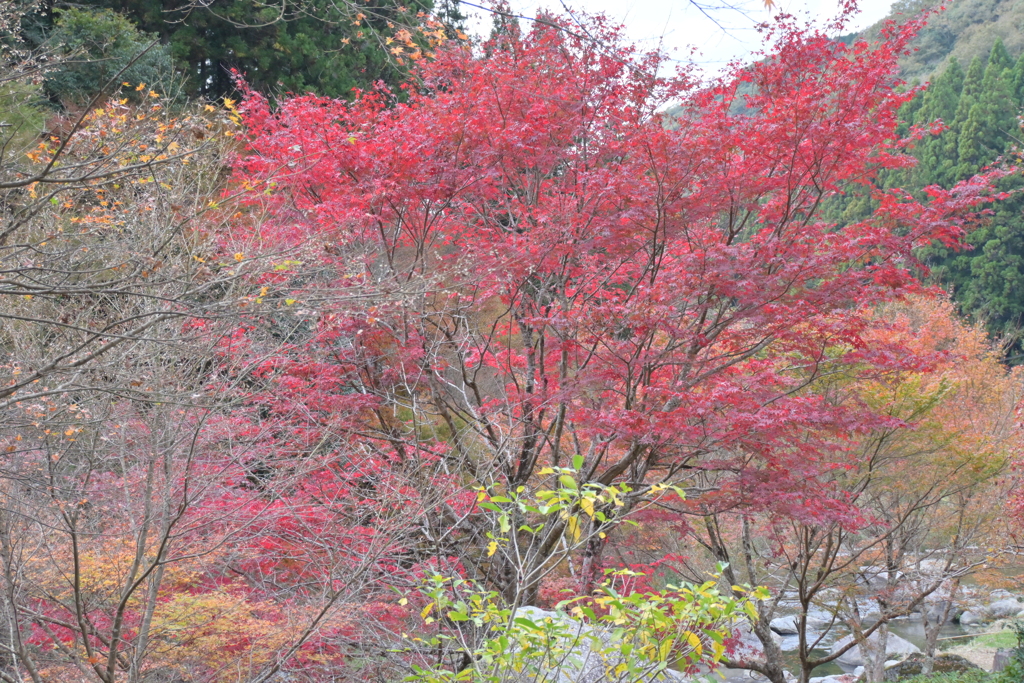 親子で紅葉狩り