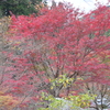 親子で紅葉狩り