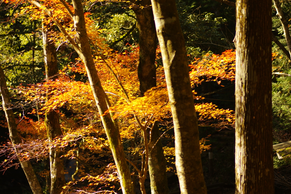 寂地峡２０１７