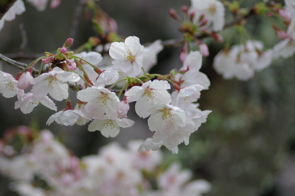 雨上がり一人でお花見