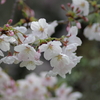 雨上がり一人でお花見