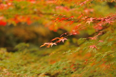 紅葉狩り２０２１