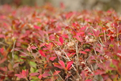 親子で紅葉狩り