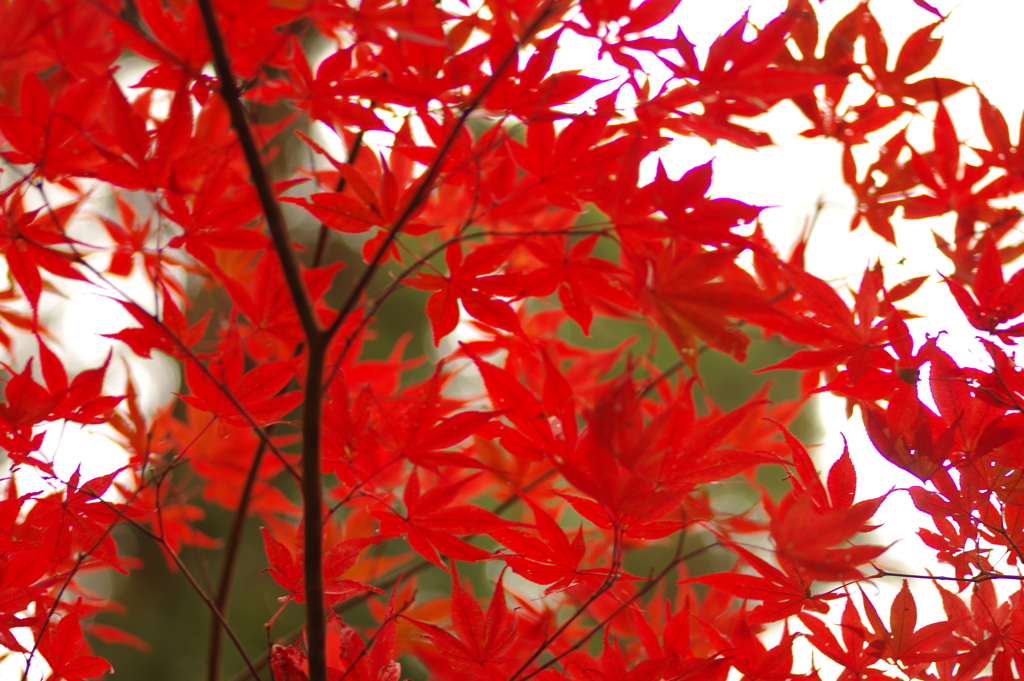 紅葉狩り２０２１