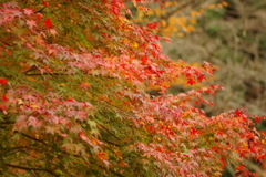 紅葉狩り２０２１