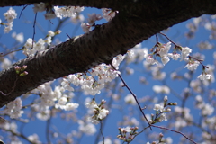 いつもの花見スポットで