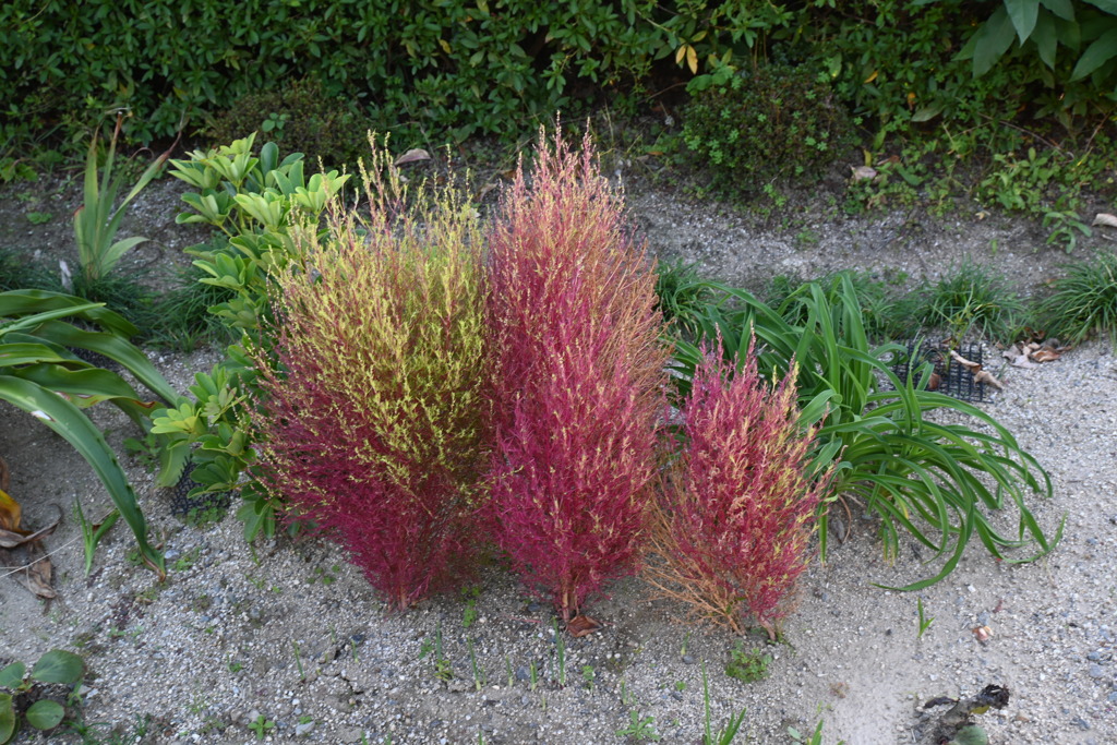 初めての一眼と紅葉W