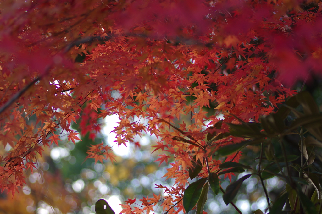 伊藤公記念公園の紅葉