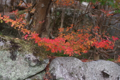 親子で紅葉狩り