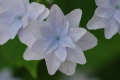 庭紫陽花