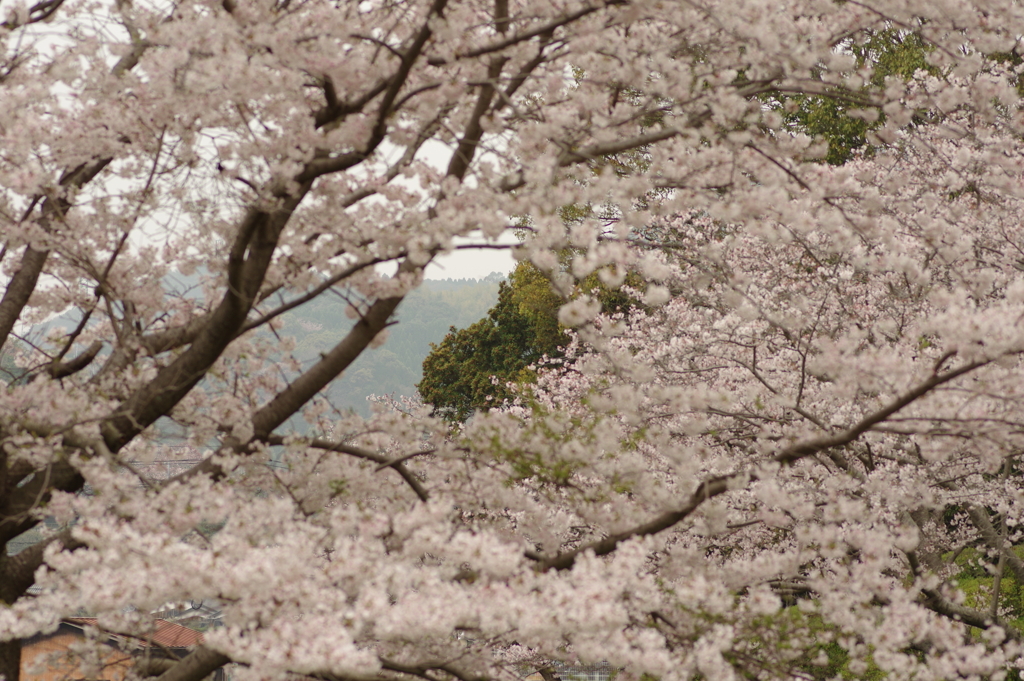 雨上がりお花見2021