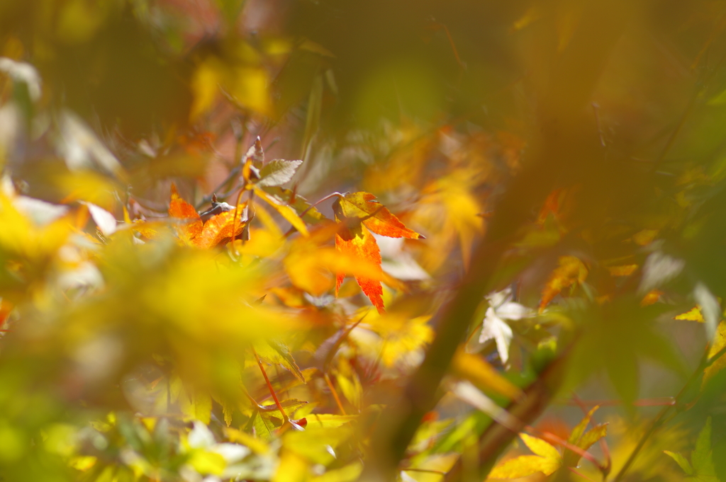 奥から紅葉