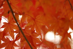 紅葉狩り２０２１