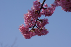 青空に河津桜