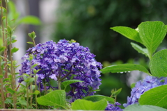 実家の紫陽花（雨上がり）