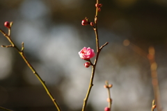 冠梅園