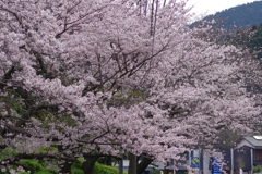 続花見は写真で