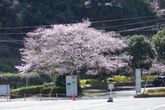 いつもの花見スポットで