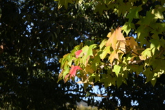 初めての一眼と紅葉W