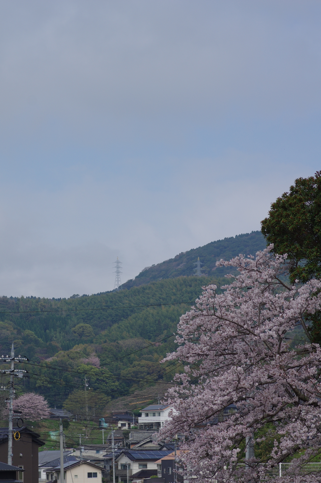雨上がり一人でお花見