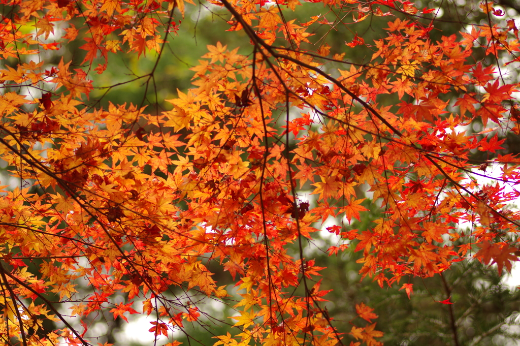 紅葉狩り２０２１