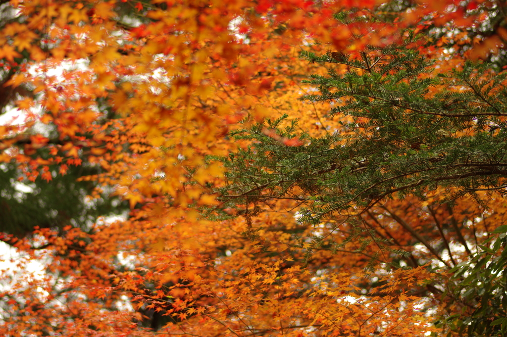 紅葉狩り２０２１