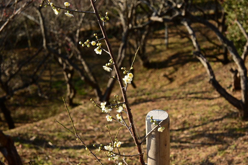 冠梅園