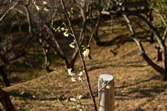 冠梅園