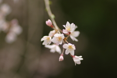 花見はカメラで