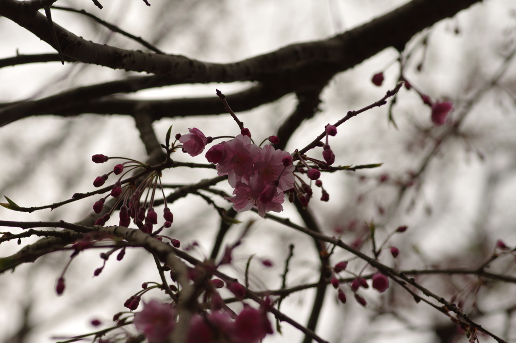 雨上がりお花見2021
