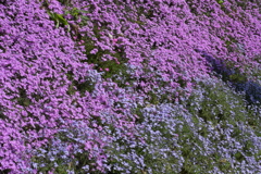 大道理の芝桜