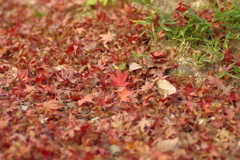 カメラ２台を抱えて紅葉終わり