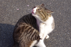 かい～の