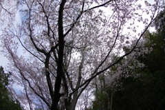 雨上がり一人でお花見