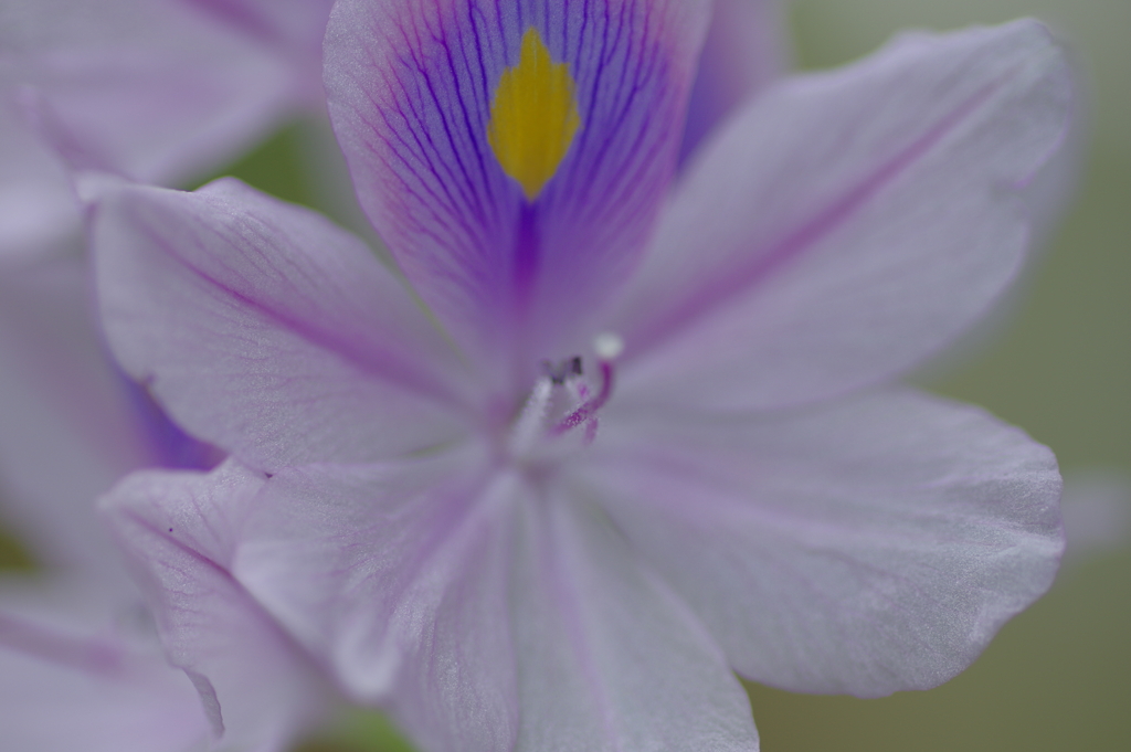 ホテイアオイ開花