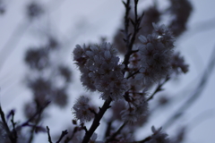夕暮れ庭桜