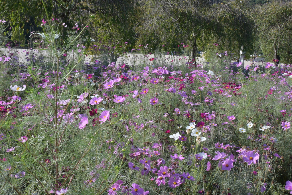 親子で秋桜撮影
