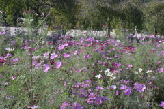 親子で秋桜撮影