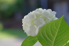 実家庭の紫陽花別日
