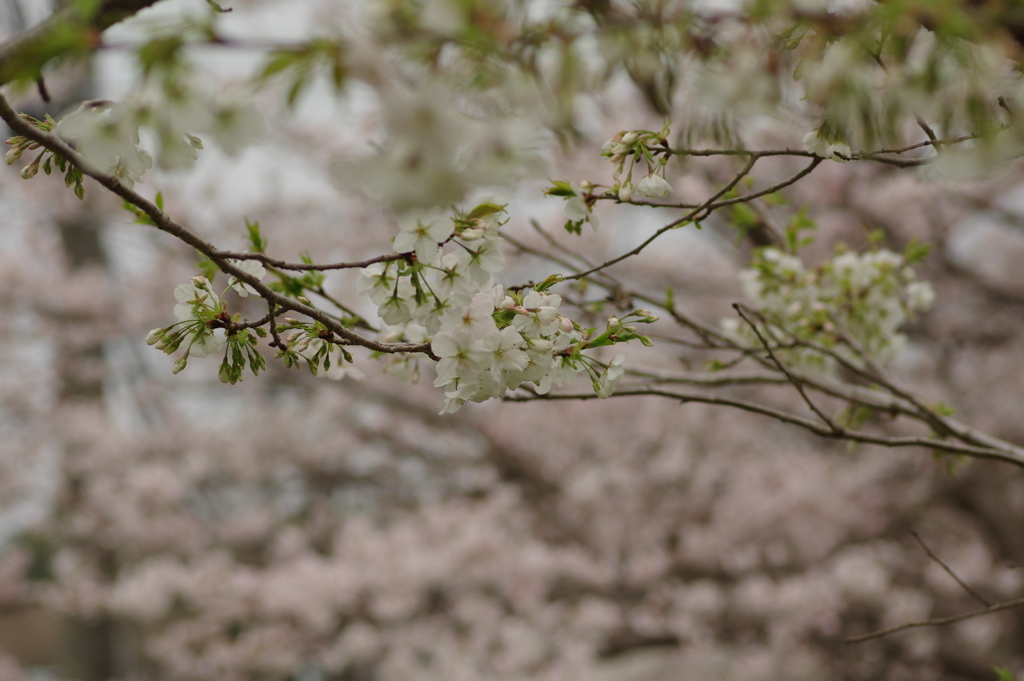 春の訪れ