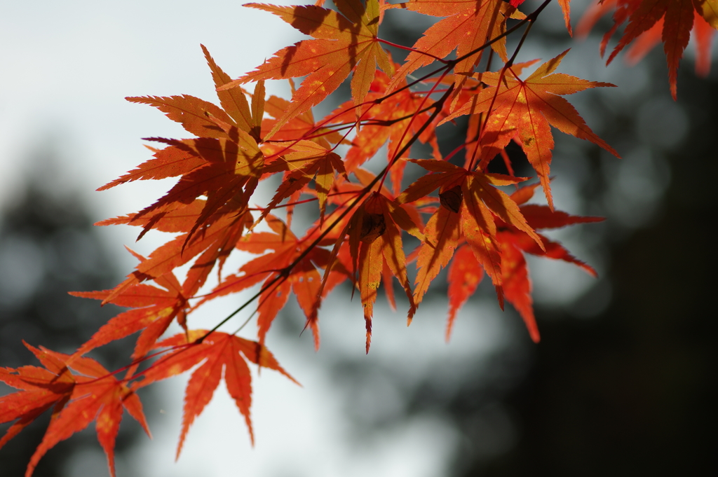 紅葉狩り