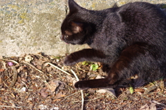 black cat
