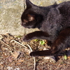 black cat