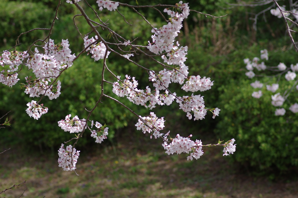 今年の桜は見頃が撮れず