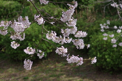 今年の桜は見頃が撮れず